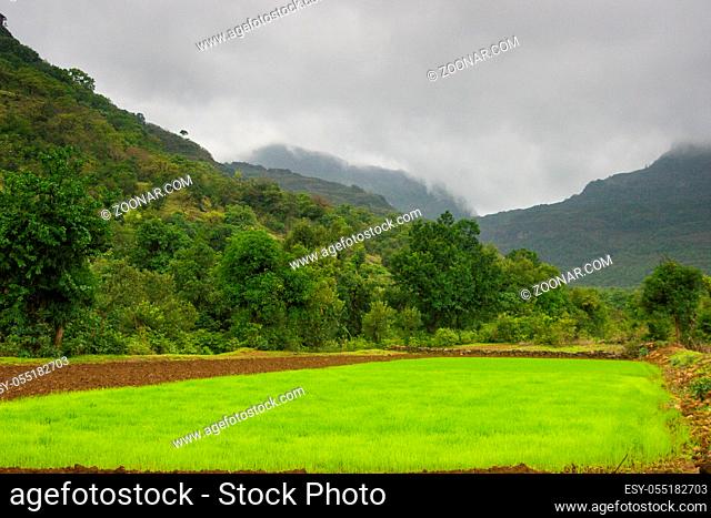 A lush rice field near Ratangad in India