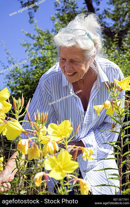Europe, Luxembourg, Septfontaines, Attractive Older woman looking at Evening Primrose Plants in Full Bloom