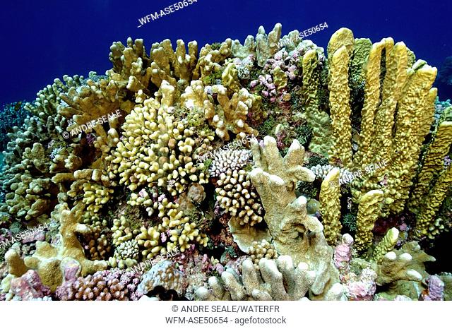Coral reef with Fire Corals, Cauliflower Corals and Cat Paw Corals, Millepora platyphylla, Pocillopora meandrina, Stylophora pistillata, Namu Atoll, Pacific