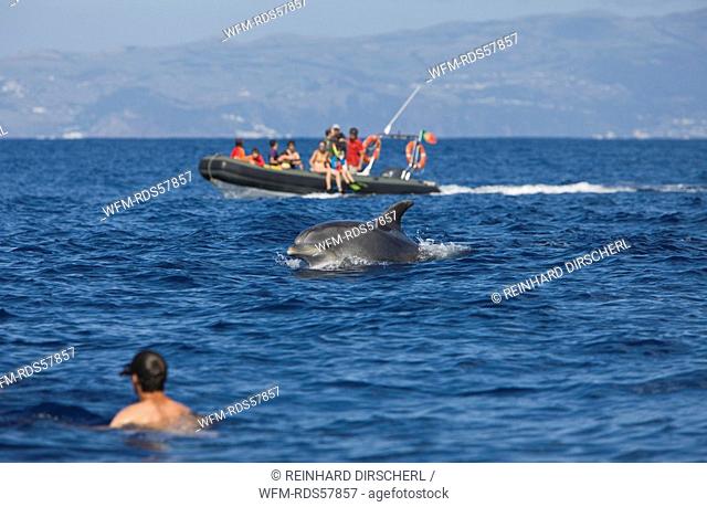 Tourists at Dolphin watching Tour, Tursiops truncatus, Azores, Atlantic Ocean, Portugal