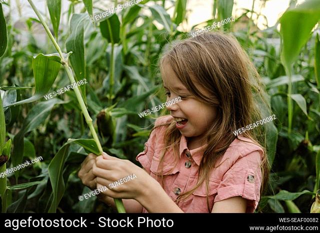 Curious girl looking at crop in corn field