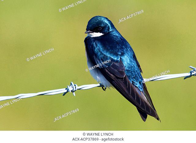Male tree swallow Tachycineta bicolor perched near its roadside nest box, southern Okanagan Valley, British Columbia