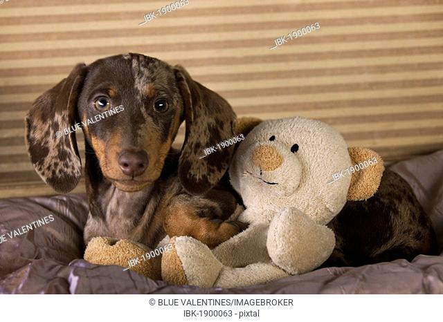 Piebald short-haired dachshund puppy sitting in a suitcase with a small teddy bear