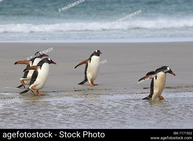 Gentoo penguins (Pygoscelis papua) walking on the beach, Saunders Island, Falkland Islands, British Overseas Territory, South America