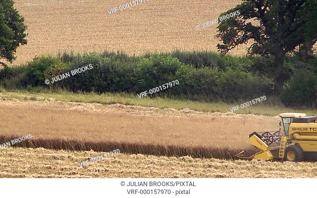Yellow combine harvester cutting a rape field - extreme long shot with heat haze
