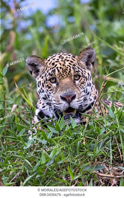 Brazil, Mato Grosso, Pantanal area, jaguar (Panthera onca), resting