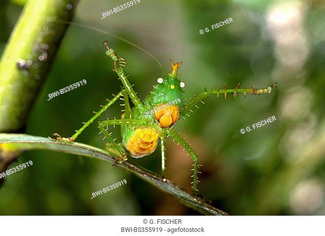 Thorny Devil Bush cricket, Spiny bush cricket (Panacanthus cuspidatus), Threatening pose of a Thorny Devil Bush cricket, Ecuador, Tiputini, Yasuni National Park