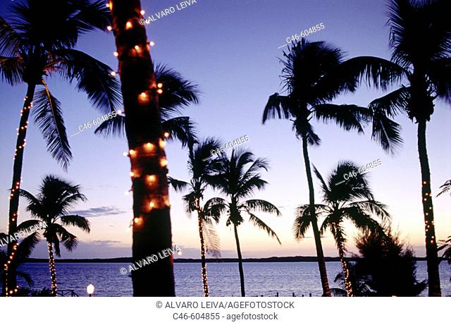 Coconut trees. Bahamas