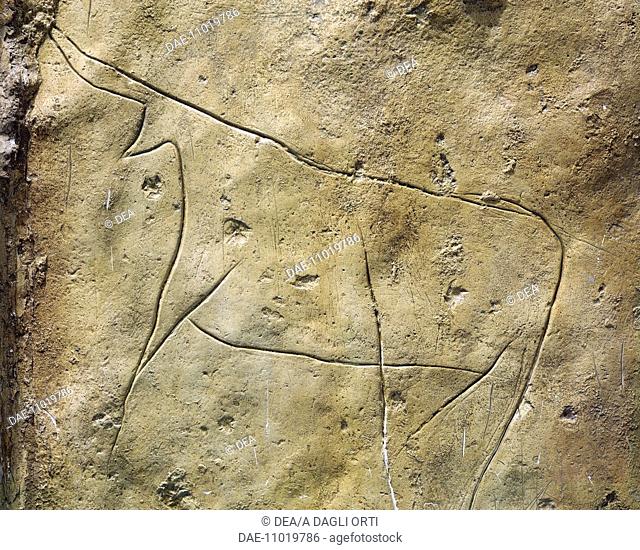 Prehistory, Italy, Sicily Region, Paleolithic. Surroundings of Palermo. Addaura Grottoes, rock drawing with bovine figures  Palermo