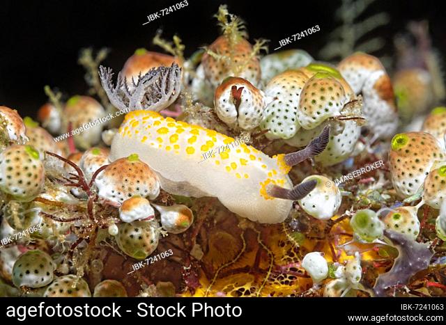 Yellow-spotted star snail (Cadlinella sp.) Nudibranch, Opisthobranchia, crawls between sea squirts, Banda Sea, Pacific Ocean, Saparua, Island, Moluccas