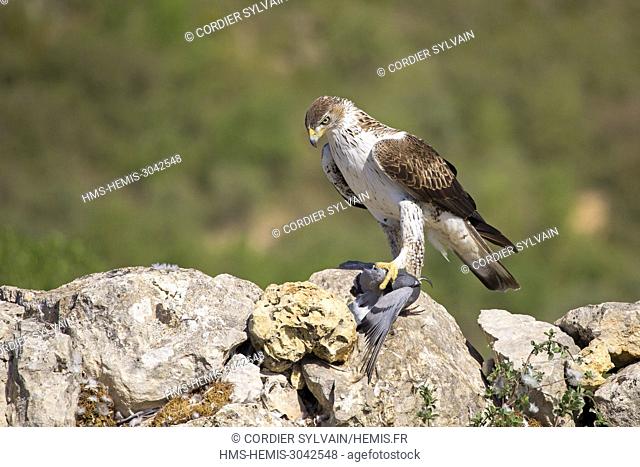 Spain, Catalonia, Pre-Pyrenees, Montsonis, Bonelli's eagle or Eurasian hawk-eagle, Hieraetus fasciatus or Aquila fasciata, picture taken from hide