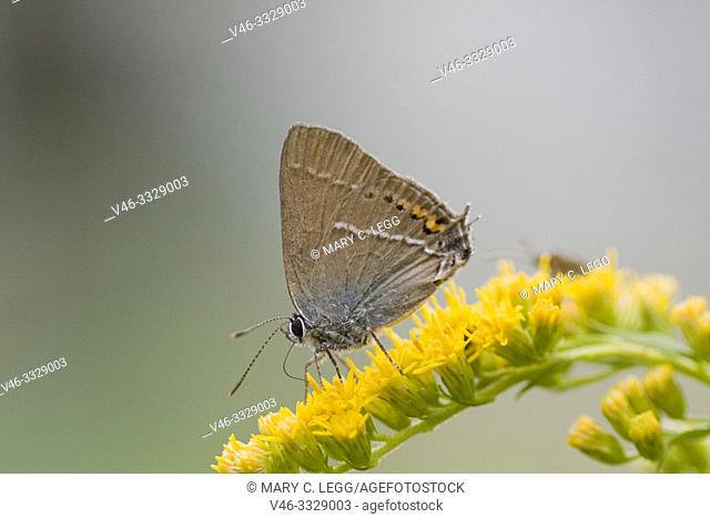 Blue Spot Hairstreak, Satyrium spini. Modest brown Hairsterak butterfly with a white horizontal stripe, orange lunettes and noticeable blue spot on hind wing...