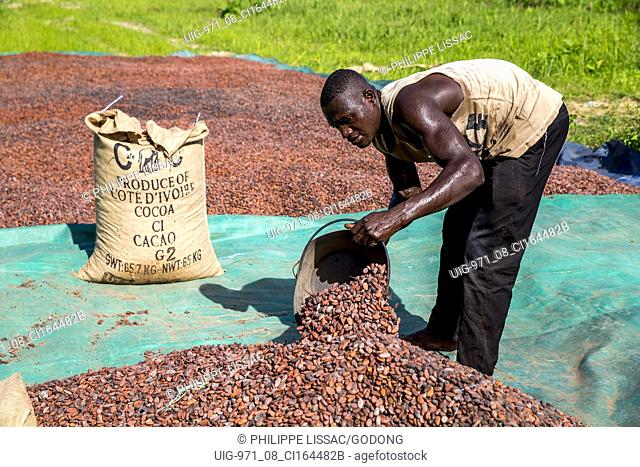 Cocoa bean drying in Agboville, Ivory Coast