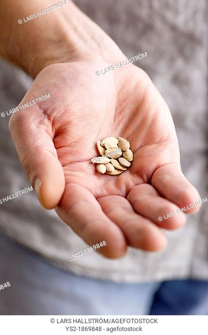 Closeup of gardeners hand showing pumpkin seeds