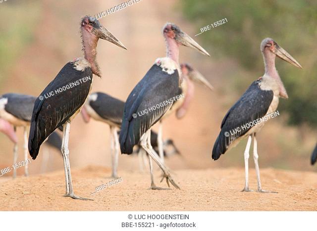 A group of Marabou Storks on a road in Uganda