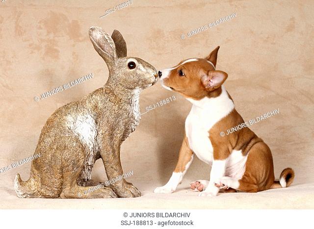 Basenji. Puppy sniffing at decorative Easter bunny. Studio picture. Germany