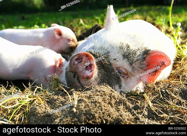 Mini pigs, sow suckles piglet, pig, pigs, dwarf pig, mini piglet