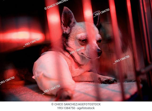 A chihuahua dog is warmed using a red lamp as he recovers from an illness at a Pet Hospital in Condesa, Mexico City, Mexico, February 22, 2011