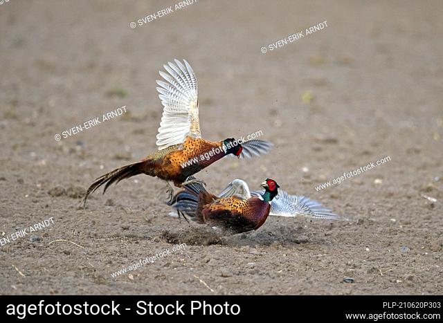 Common pheasant / Ring-necked pheasants (Phasianus colchicus) two territorial cocks / males fighting in field during the breeding season in spring