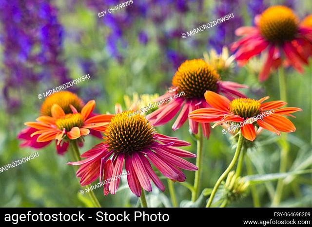 echinacea - coneflowers in the garden - soft focus