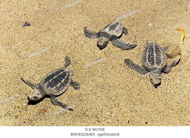 olive ridley sea turtle, Pacific ridley turtle Lepidochelys olivacea, just hatched Sea Turtles go to the sea, India, Andaman Islands