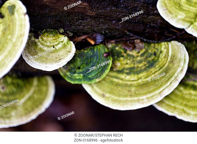 Zunderschwämme Fomes fomentarius mit grünen Algen - Tinder fungi Fomes fomentarius with green algae