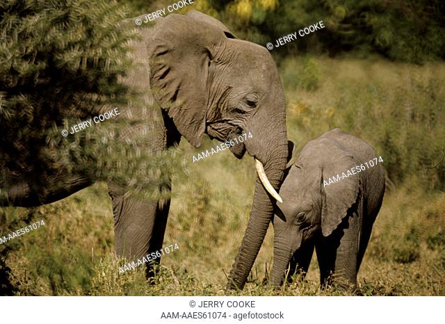 African Elephant (Loxodonta africana) with young, Lake Manyara N.P., Tanzania