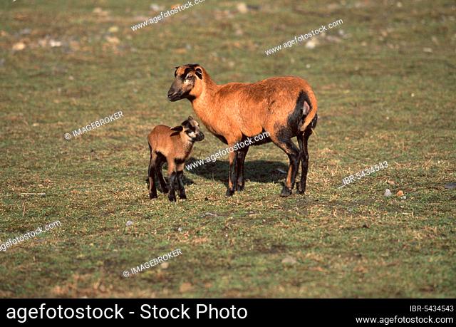 Cameroon sheep with lamb (mammals) (domestic animal) (farm animal) (domestic) (ungulates) (cloven-hoofed animals) (outside) (outdoor) (lateral) (side) (meadow)...