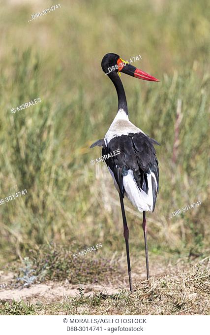 South Africa, Mala Mala game reserve, savannah, Saddle-billed stork (Ephippiorhynchus senegalensis)
