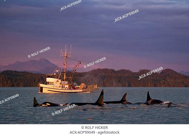 Killer Whales off Northern Vancouver Island, British Columbia, Canada, Orcas at sunset in front of a local fishing boat