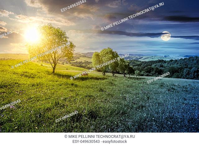 time change concept. row of trees on grassy slope. lovely countryside in summer