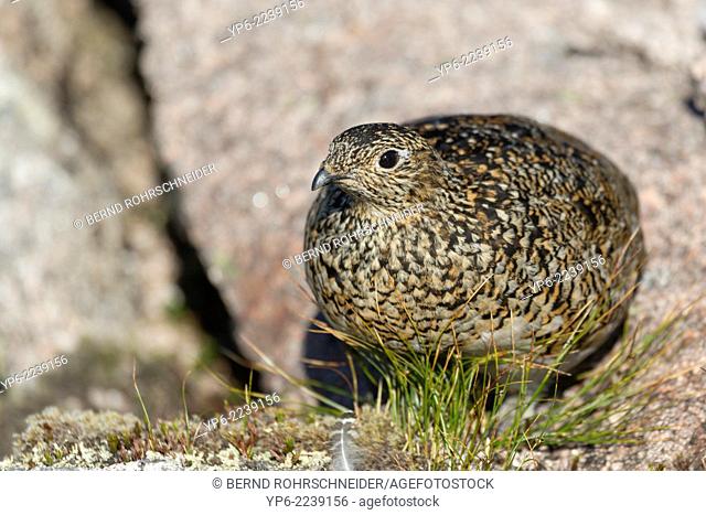 female Rock Ptarmigan (Lagopus mutus), Cairngorms National Park, Scotland