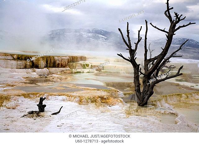 The hot spring waters at Mammoth Hot Springs overpower a tree at Yellowstone National Park, Wyoming