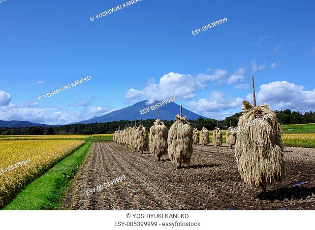 Mt.Iwate and Landscape of rice field