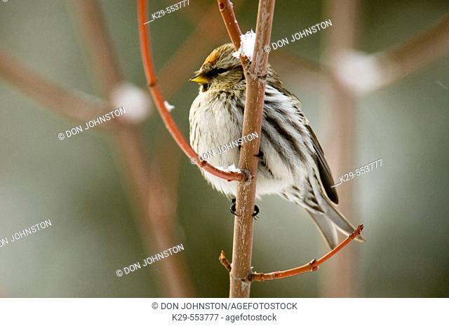 Common Redpoll (Carduelis flammea). Perched in maple branch with fresh snow. Lively, Ontario
