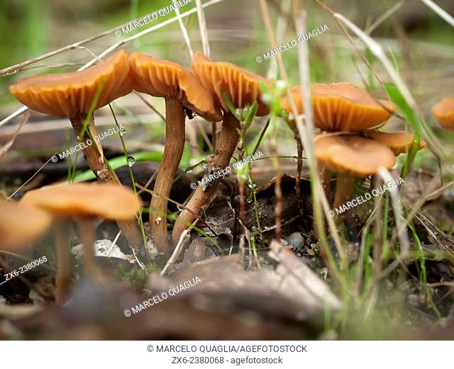 Mushrooms. Montseny Natural Park. Barcelona province, Catalonia, Spain