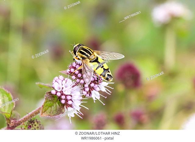 Helophilus trivittatus, European hoverfly, Germany