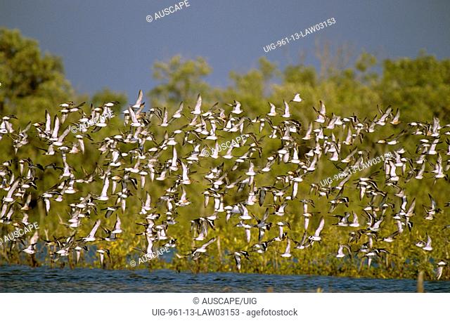 Migrant waders mainly Black-tailed godwits, Limosa limosa, and Red knots, Calidris canutus, Gulf of Carpentaria, Queensland, Australia