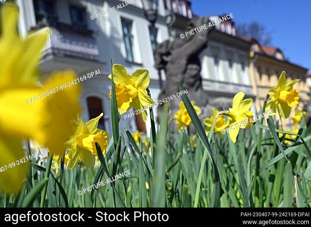 PRODUCTION - 06 April 2023, Brandenburg, Brandenburg an der Havel: Daffodils bloom at the Domlinden in Brandenburg an der Havel in front of a fountain figure of...