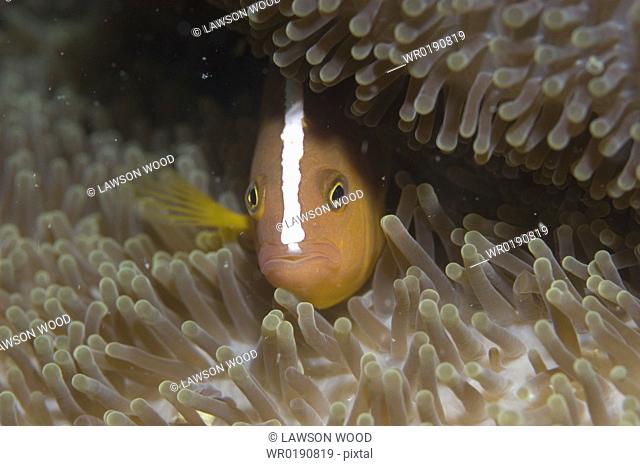 Skunk Anemonefish Amphiprion sandaracinos, facing centre inside anemone's tentacles clearly showing stripe down head, Sipidan, Mabul, Malaysia