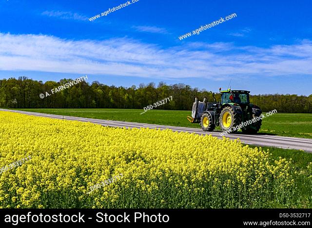 Farjestaden, Oland, Sweden An agricultural tractor driving on a back road next to a field of rapeseed