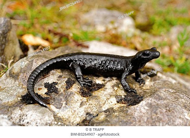 Alpine salamander, European Alpine salamander Salamandra atra, sitting on a rock, Montenegro, Prokletije