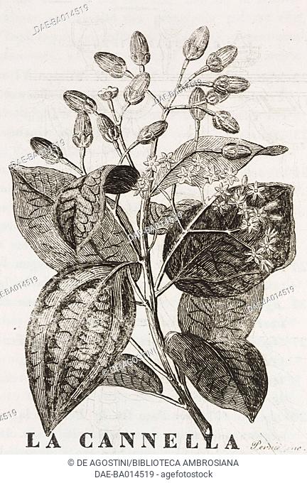 Cinnamon (Laurus Cinnamonum) leaves and flowers, engraving from L'album, giornale letterario e di belle arti, Saturday, February 13, 1836, Year 2
