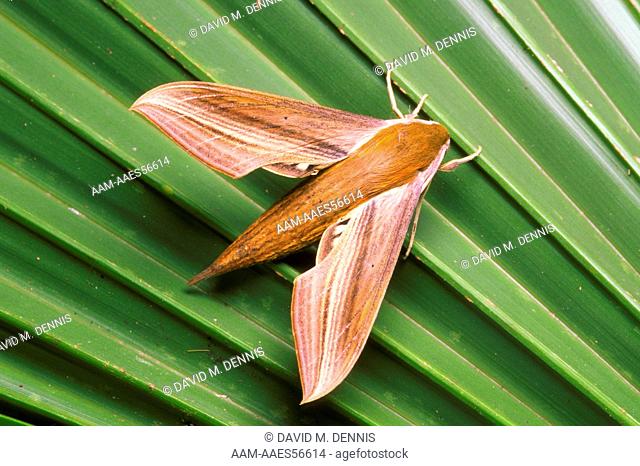 Tersa Sphinx Moth (Xylophanes tersa) Florida, Collier Co