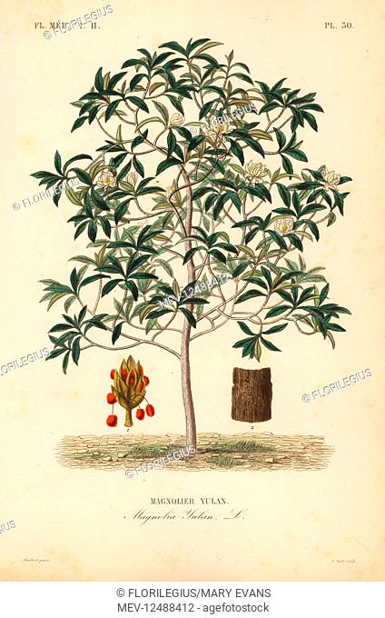 Lilytree or Yulan magnolia, Magnolia denudata, Magnolia yulan, Magnolier yulan. Handcoloured steel engraving by Alphonse-Leon Noel after a botanical...