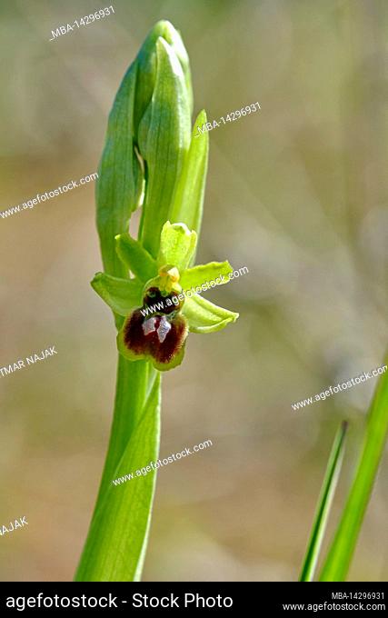 small spider orchid, Ophrys araneola