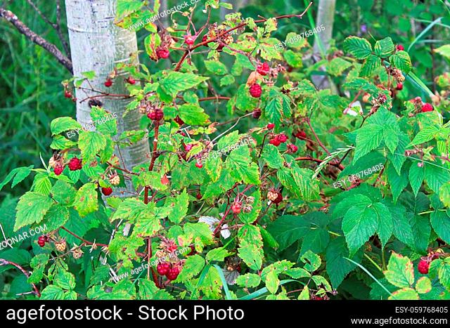 Wild raspberry bushes growing in the forest with red berries