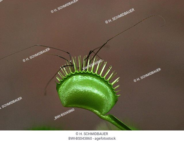 Venus flytrap (Dionaea muscipula), closed trap with caught spider