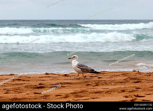 Gull on the beach in northern Spain