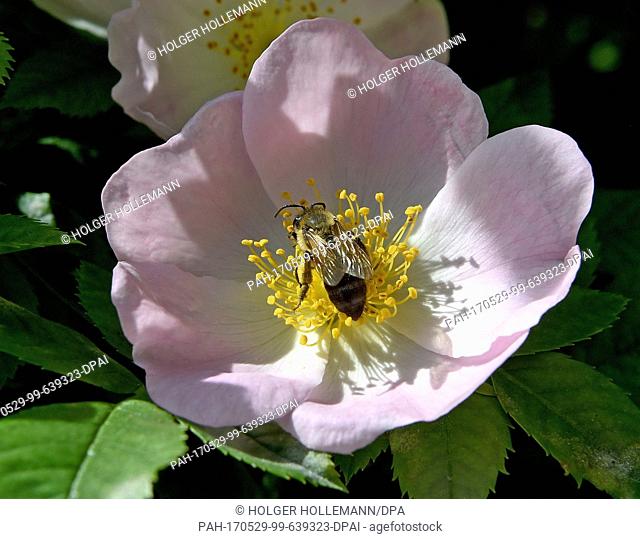 A bee is collecting nectar on a rose blossom of the 1000 year old rose bush near the apse of the cathedral in Hildesheim, Germany, 29 May 2017